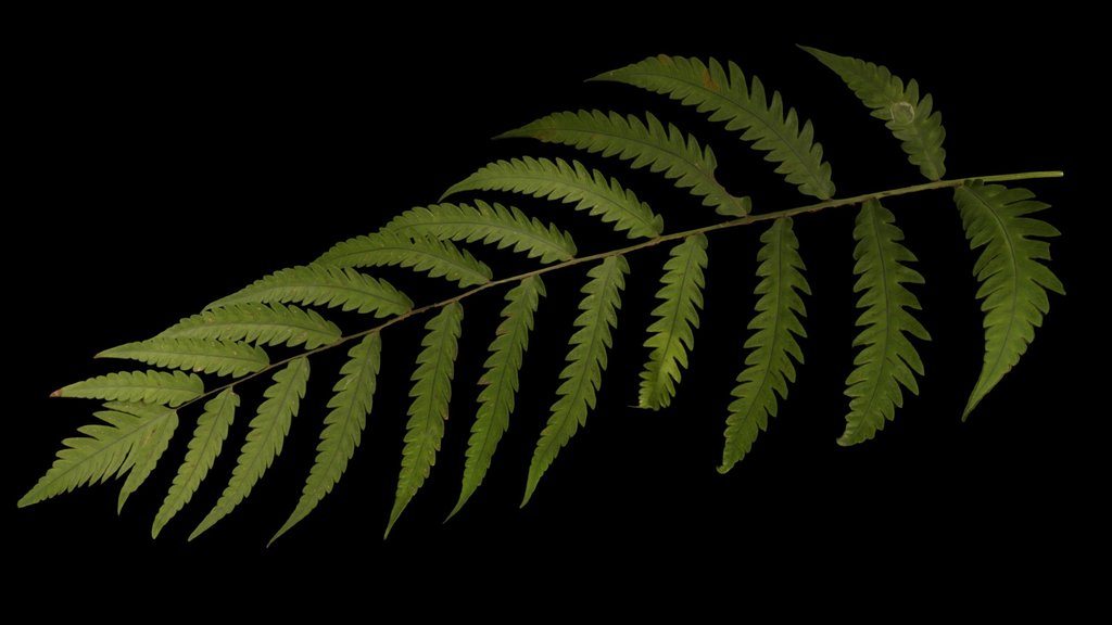 CC0 オオカグマ？ Japanese Chain Fern, W. japonica
