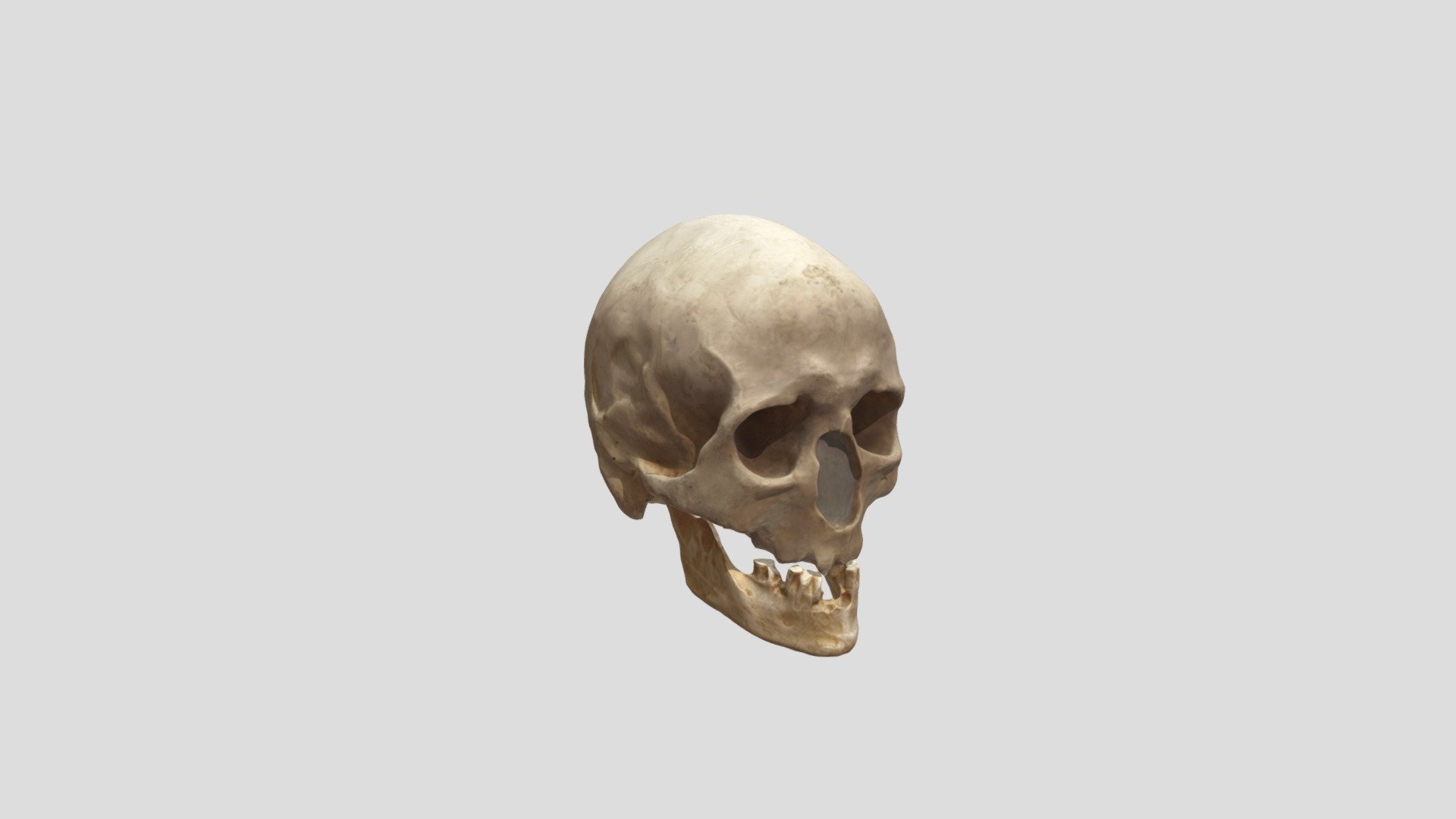 Homo Sapiens  La Chancelade avec Machoire