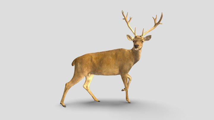 Deer 3D Model