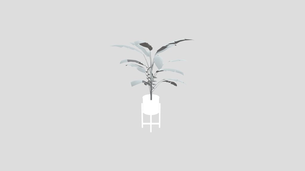 Heliconia Lobster Plant Med Potted