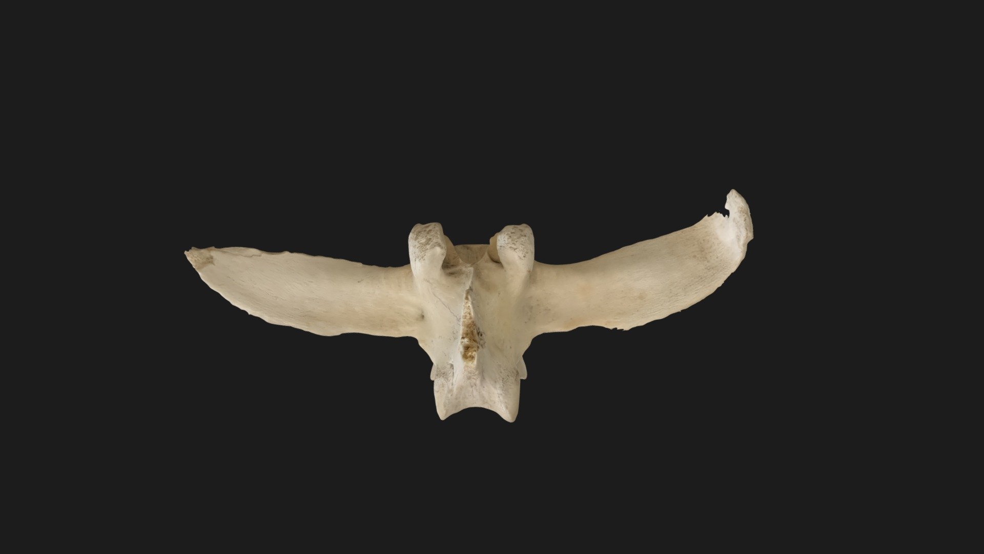 SE5773 - Animal Bone