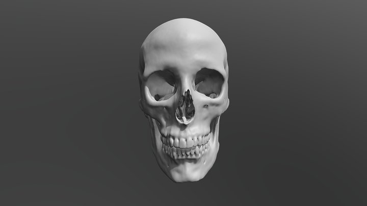 HD Skull from CT scan 3D Model