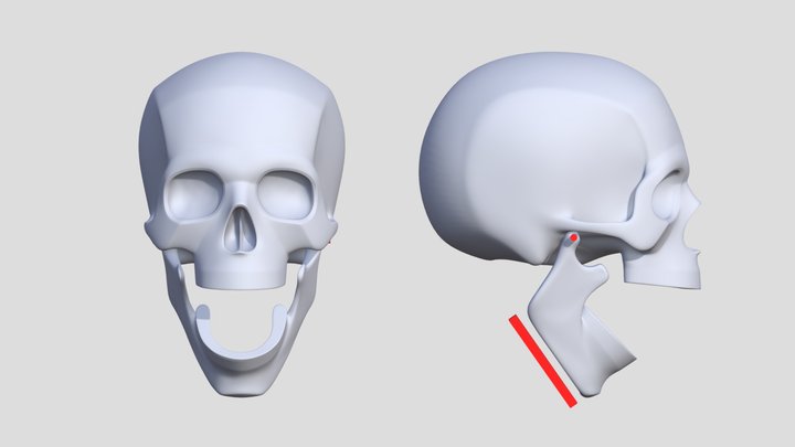 The Human Skull: Range of Motion of the Jaw bone 3D Model