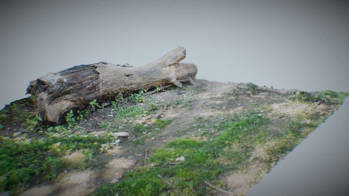 Log On The Ground - Medium Poly Scan 3D Model