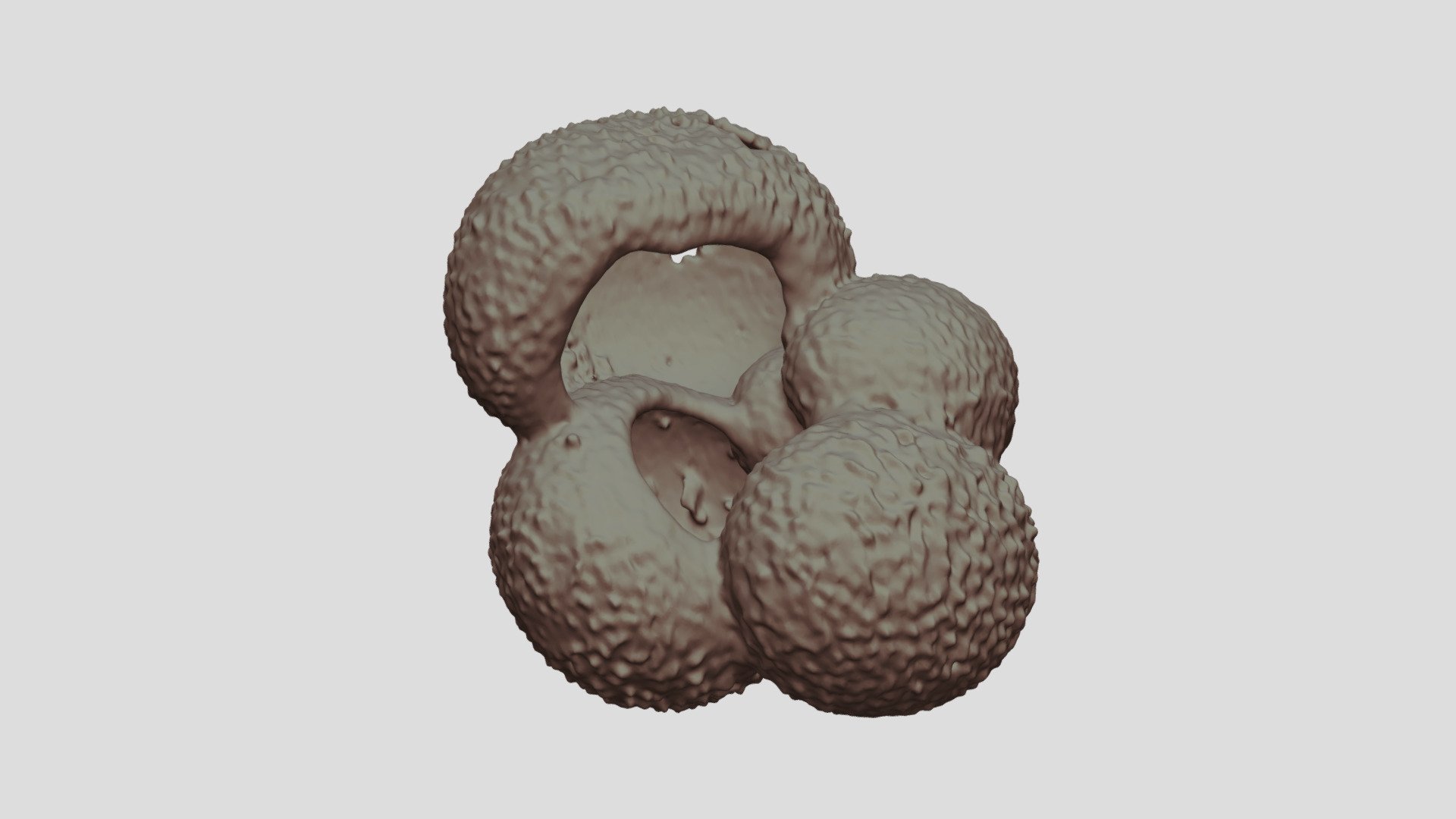 Globigerina bulloides [Geo B8502 825cm Shell-4]