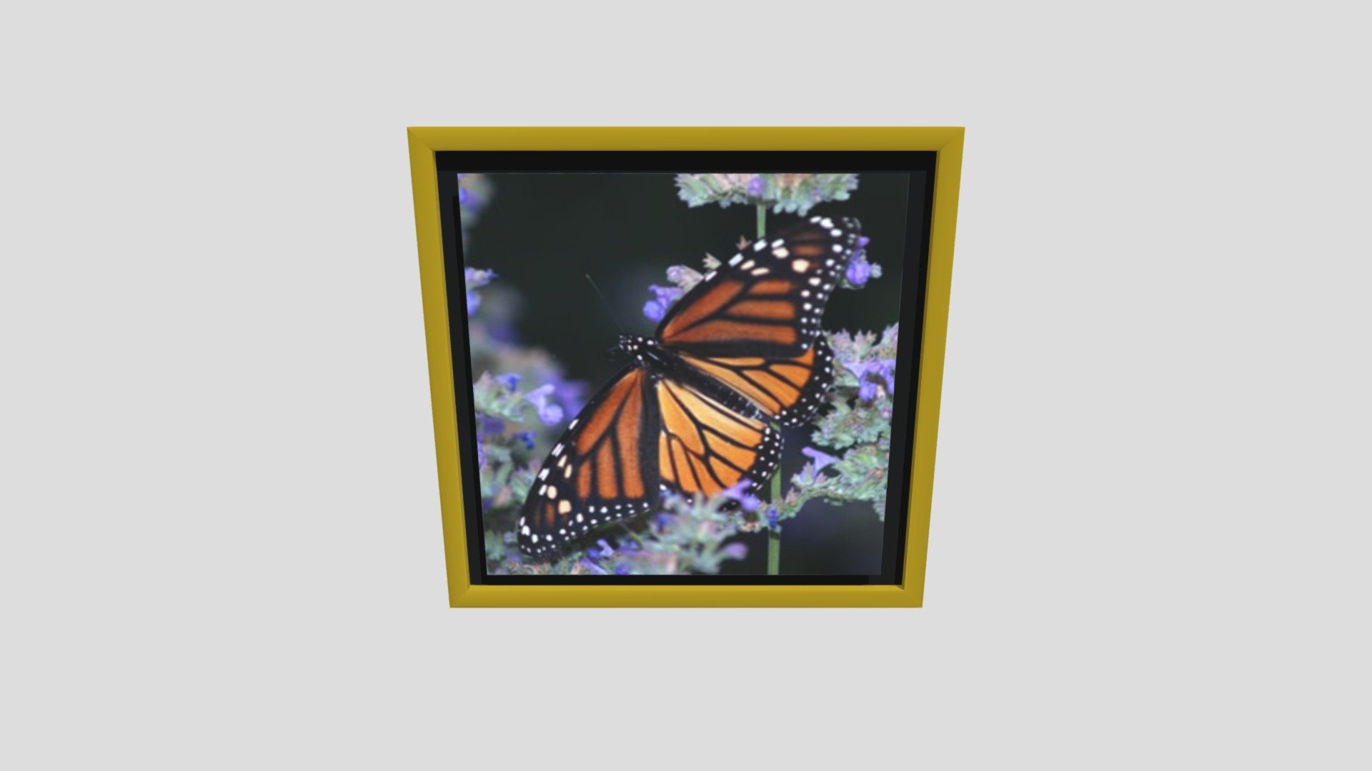Frame butterfly