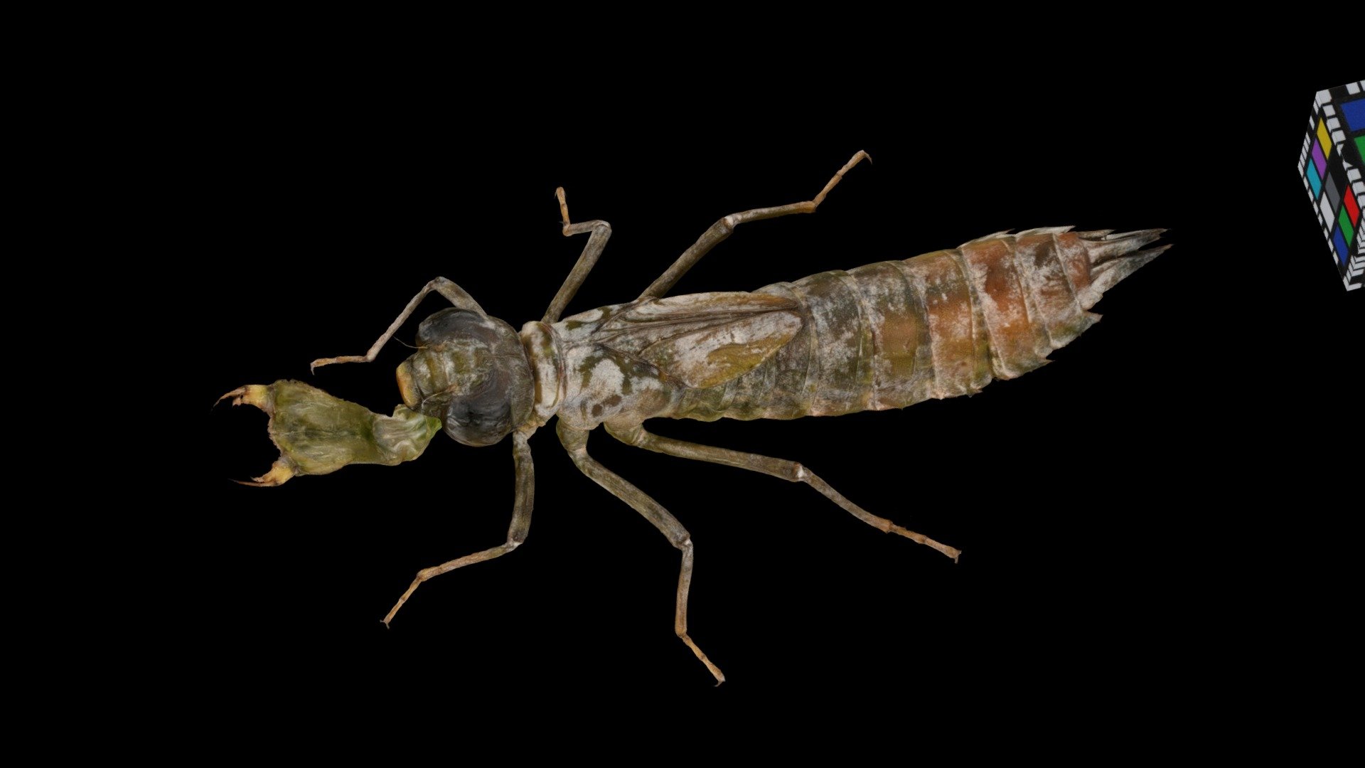 クロスジギンヤンマ Lesser Emperor, Anax nigrofasciatus