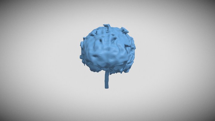 Brain Model 3D Model