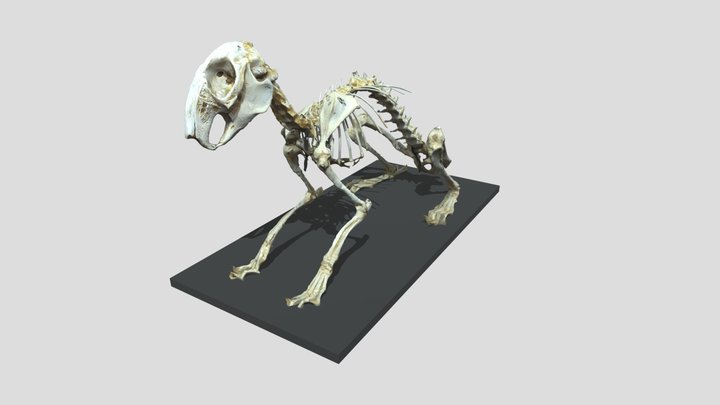 Squelette de lapin (rabbit skeleton) 3D Model