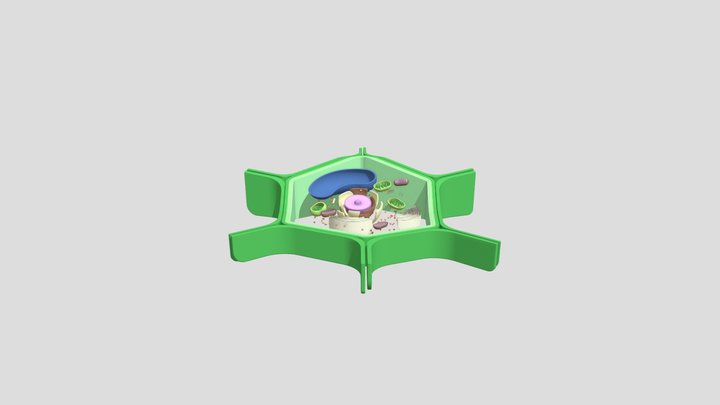 Actividad - Célula Eucariota Vegetal 3D Model