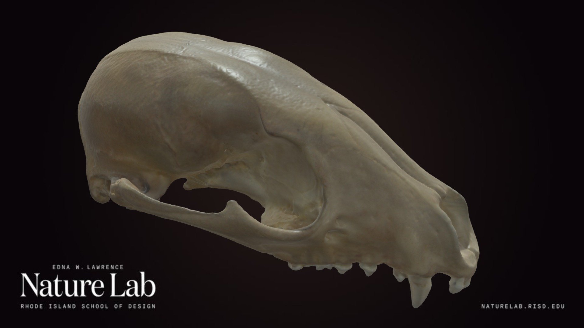 Raccoon Skull