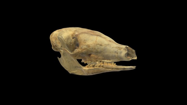 Aardvark Skeleton
