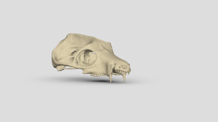 Skull Dvinia prima 3D Model