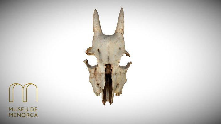 Myotragus-Sa cova des Rovellar-125000-2200 aC 3D Model