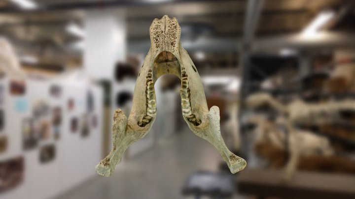 West Indian Manatee (Mandible) 3D Model