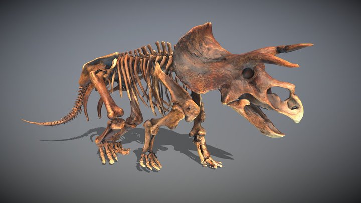 Animated triceratops skeleton 3D Model