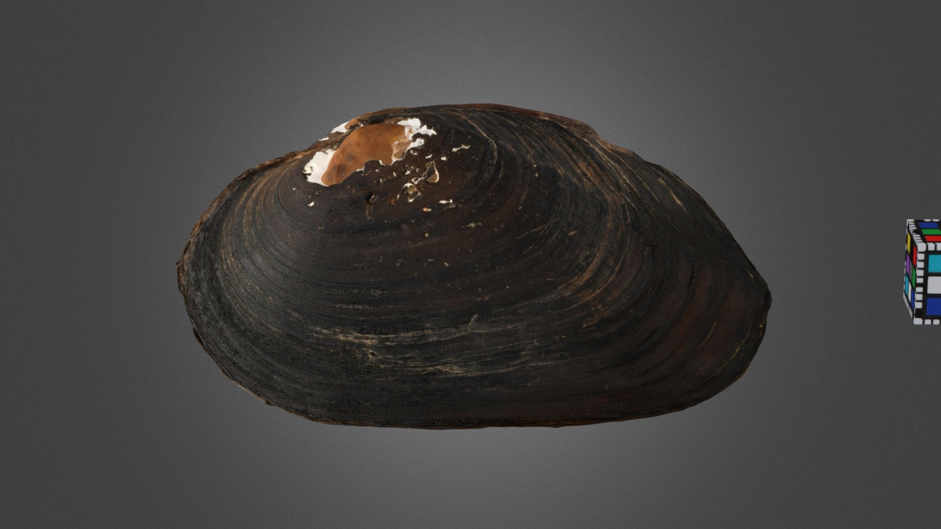 コガタカワシンジュガイ Freshwater Pearl Mussel