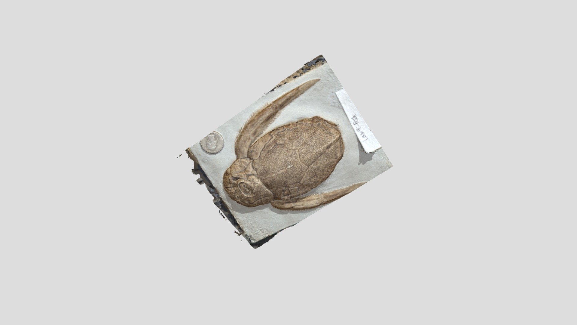 Bothriolepis — Sketchfab embed 3D viewer