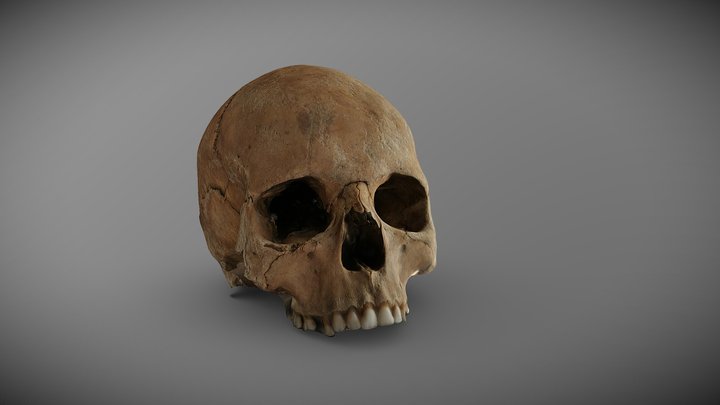 Waterloo 1815: Cranium of Prussian soldier No.2 3D Model