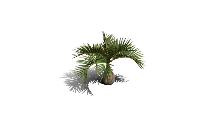 Realistic HD Bottle palm (1/15) 3D Model