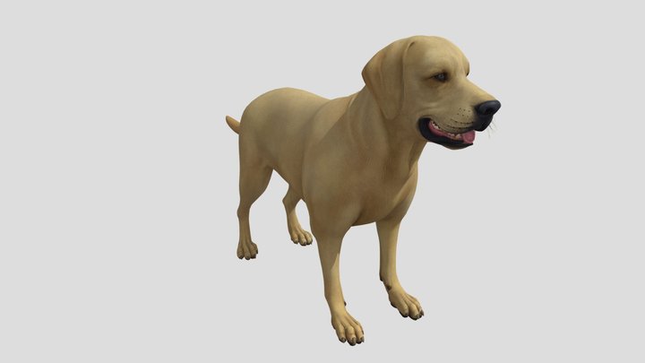 Dog 3D Model