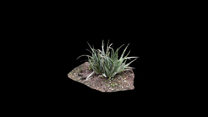 Aloe Amudatensis (raw photogrammetry scan) 3D Model