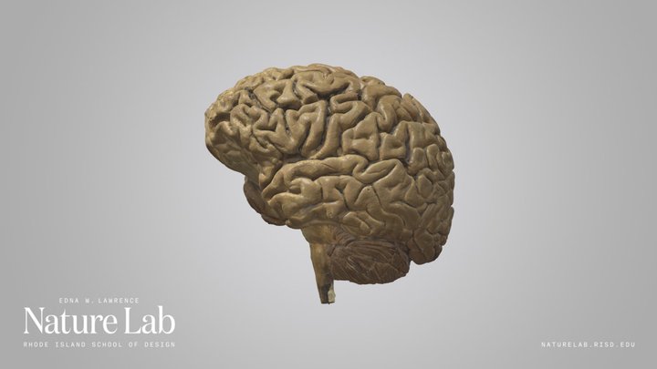 Human Brain