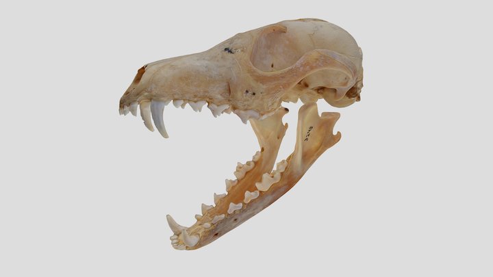 YPM MAM.003245 Red fox, Vulpes vulpes (skull)