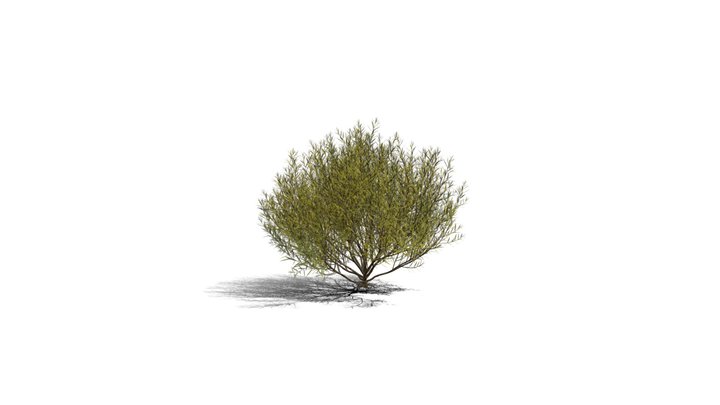 Realistic HD Rosemary willow (48/99) 3D Model