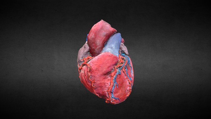 Corazón Humana/Human Heart 3D Model