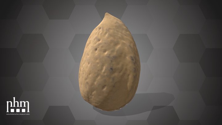 Apricot Seed (NHMW-AFW-DING-0046-063) – Modello 3D gratuito STL