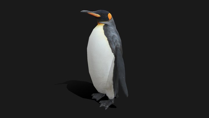 Low poly King Penguin 3D Model