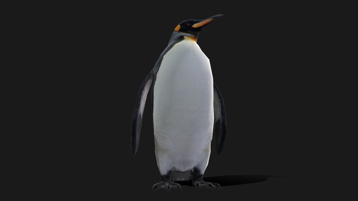 King Penguin Low poly Animated 3D Model