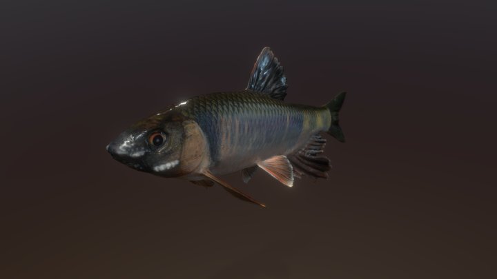 Pale chub