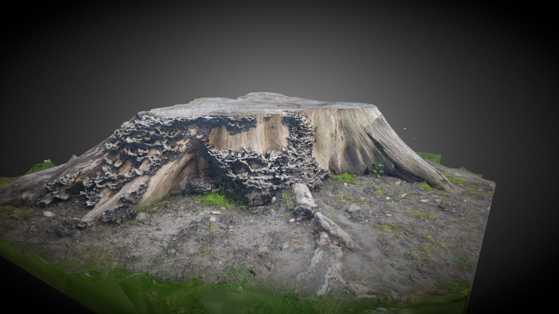 Churchyard tree stump - Download Free 3D model by LesleyJohnston ...