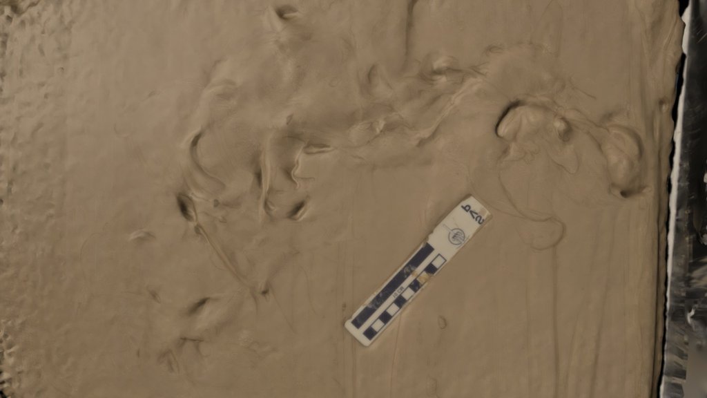Lungfish trackway - L20130315 Run3
