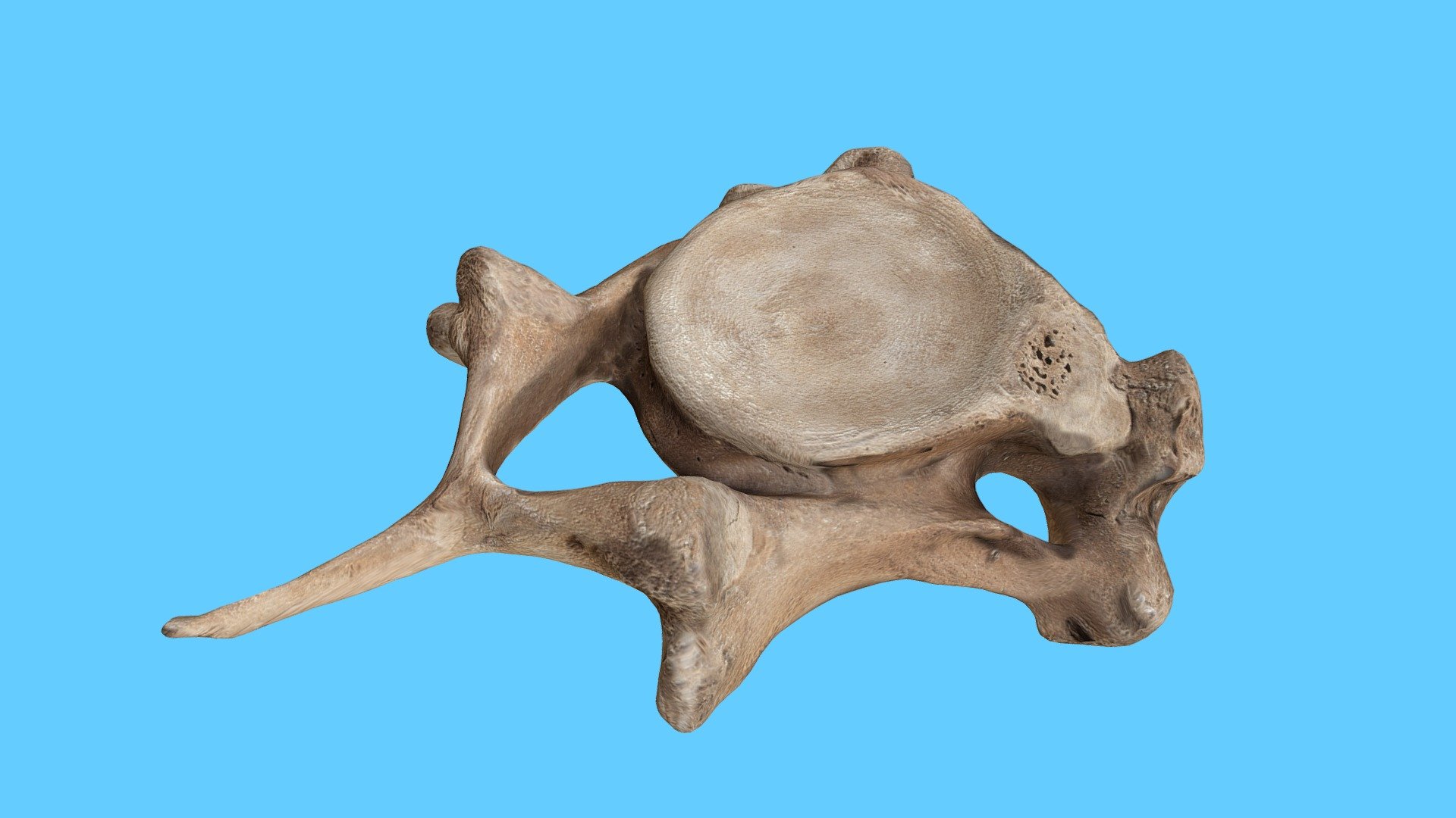 Mastodon Vertebrae