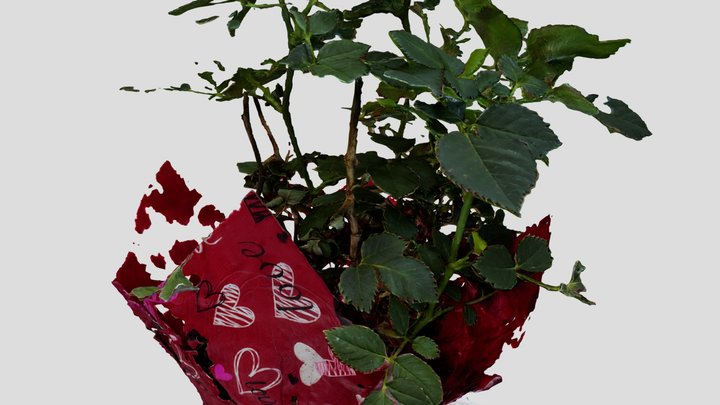 Rose Plant (photoshop texture) 3D Model