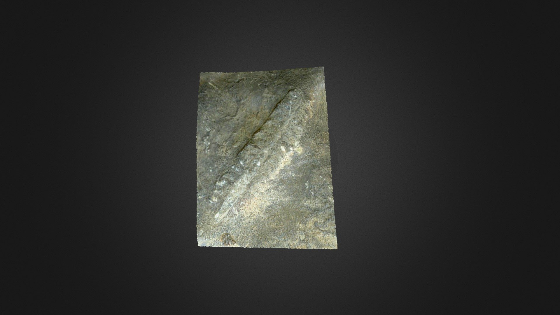 Unidentifed Fossil
