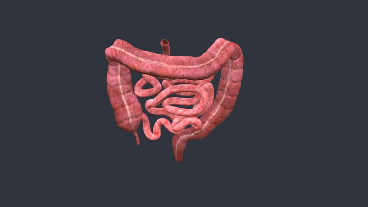 Human Intestines 3D Model