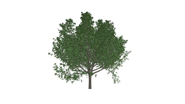Bradford Callery Pear Tree #08 3D Model