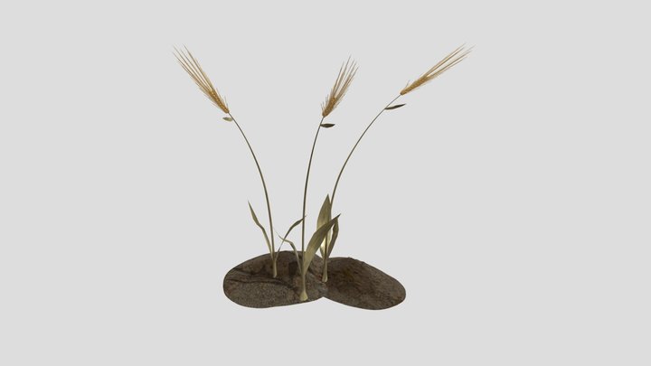 青稞 3D Model