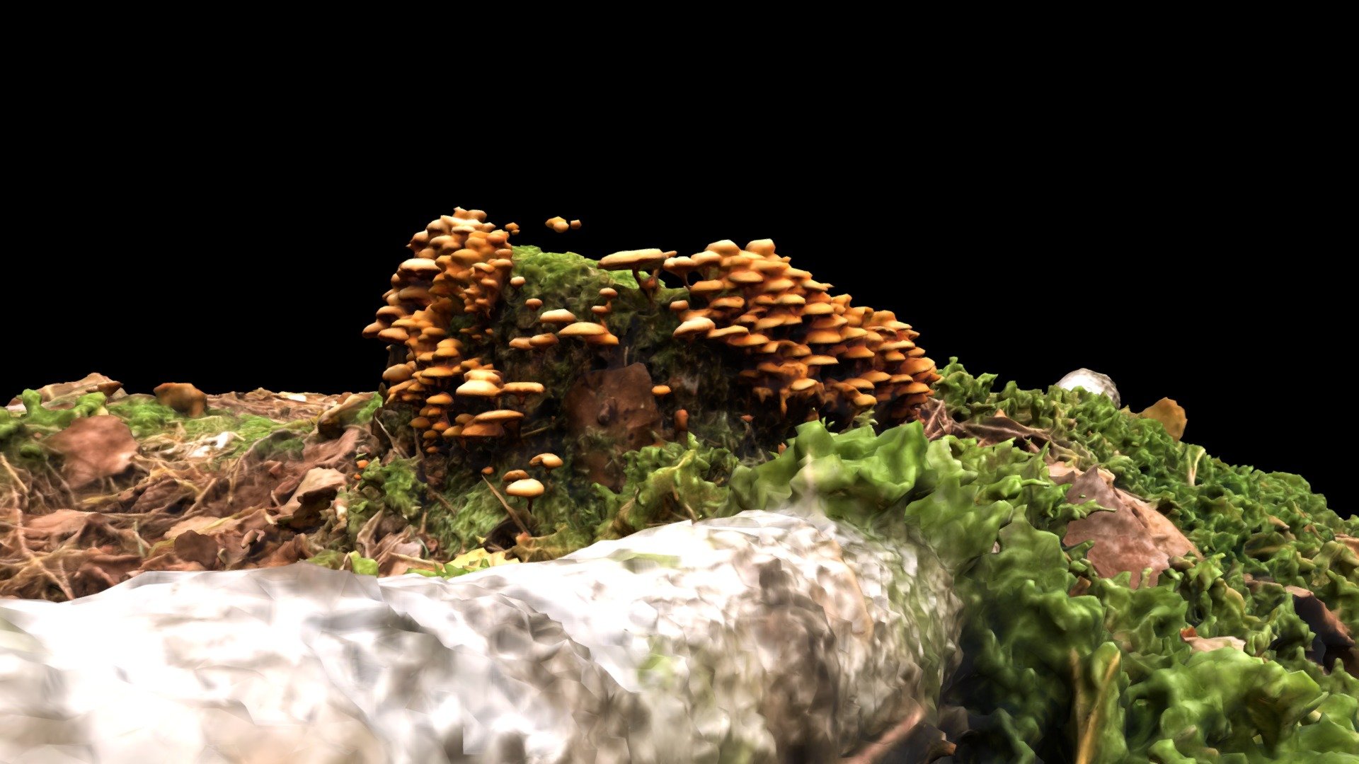 Mushrooms on mossy stump, forest