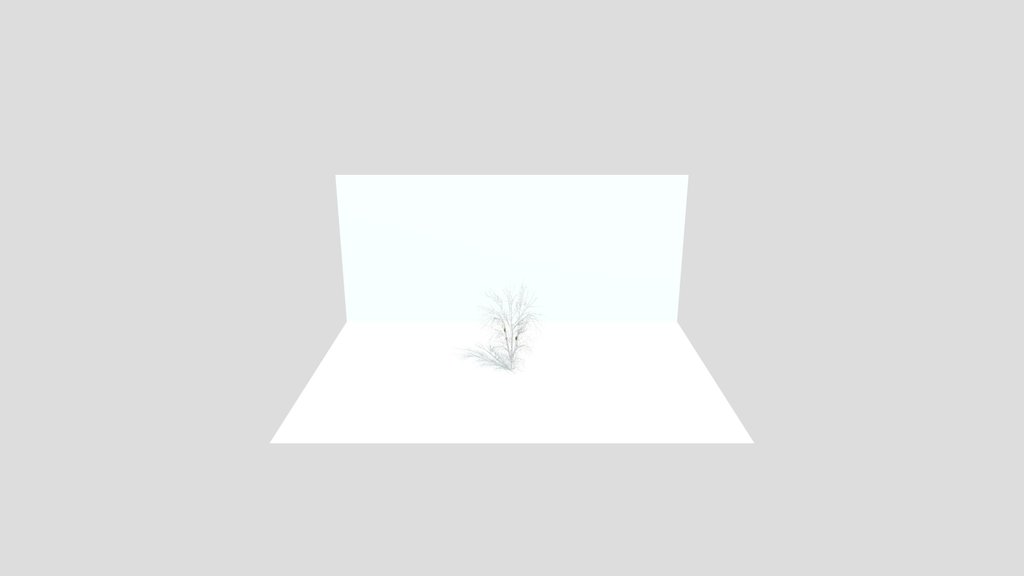Cherry Laurel Tree Or Bush
