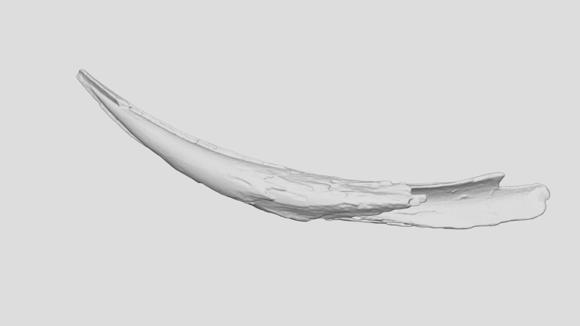 Mammoth Tusk Fragment (VCU_3D_5428) - Download Free 3D model by Virtual