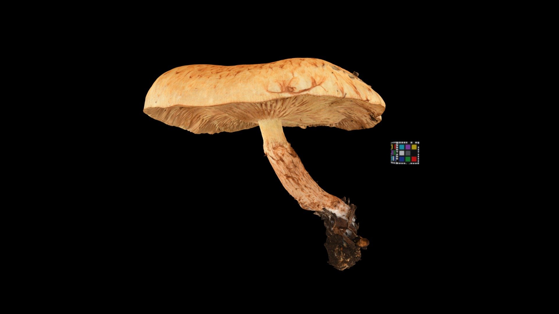 キノコ Mushroom (Unidentified yet)