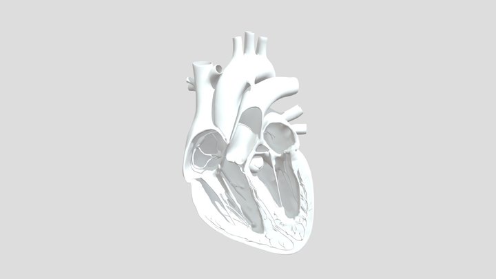 Human Heart Anatomy Labeled pokemon 3D Model