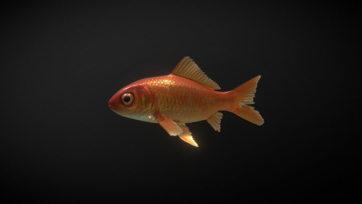 Goldfish 3D Model