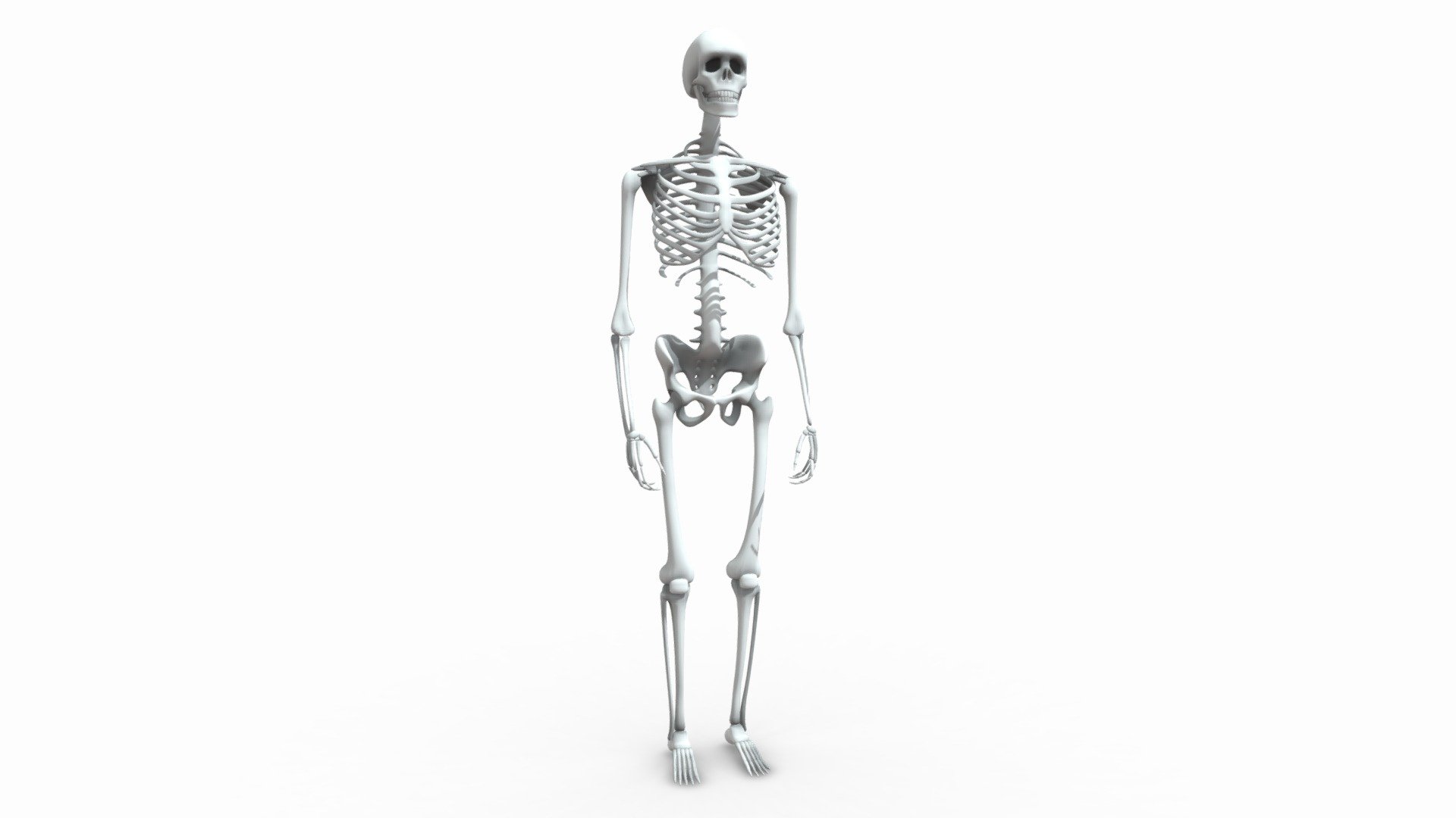 Human Skeleton Buy Royalty Free 3D model by assetfactory [071ecfa