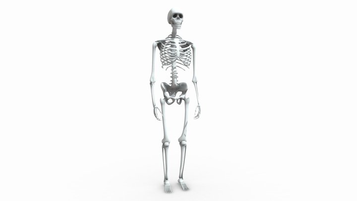 Human Skeleton – Gratis 3D-model STL